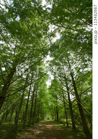 新緑の中散歩する 113482667