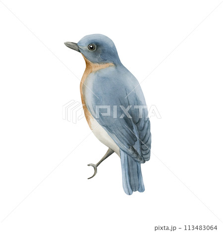 Blue bird with red breast in vintage style. Watercolor illustration hand painted isolated on white background for print, label, poster or wallpaper. Excellent in home decor. Blue bird with red breast in vintage style. Watercolor illustration hand painted isolated on white background for print, label, poster or wallpaper. Excellent in home decor. 113483064