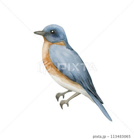 Blue bird with red breast in vintage style. Watercolor illustration hand painted isolated on white background for print, label, poster or wallpaper. Excellent in home decor. Blue bird with red breast in vintage style. Watercolor illustration hand painted isolated on white background for print, label, poster or wallpaper. Excellent in home decor. 113483065