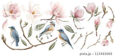 Set of light pink magnolia flowers and blue birds with red breast. Floral watercolor illustration hand painted isolated on white background. Spring blossom for print, label or cosmetic packaging. Exce 113483069