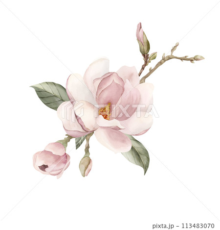 Composition of light pink magnolia flower, buds, sprigs and leaves. Floral watercolor illustration hand painted isolated on white background. Spring blossom for print, label or cosmetic packaging. Exc 113483070