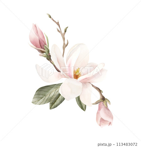 Composition of light pink magnolia flower, buds, sprigs and leaves. Floral watercolor illustration hand painted isolated on white background. Spring blossom for print, label or cosmetic packaging. Exc 113483072