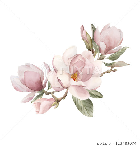 Composition of light pink magnolia flowers, buds, sprigs and leaves. Floral watercolor illustration hand painted isolated on white background. Spring blossom for print, label or cosmetic packaging. Ex 113483074