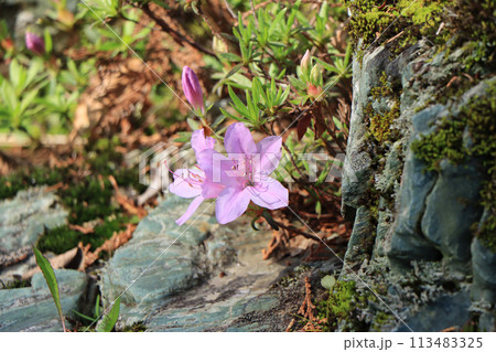 汗見川のほとりに咲く岸ツツジ 汗見川のほとりに咲く岸ツツジ 113483325