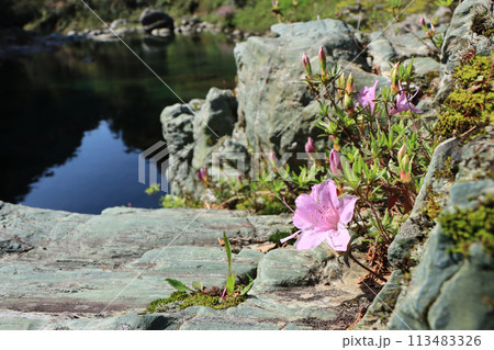 汗見川のほとりに咲く岸ツツジ 113483326