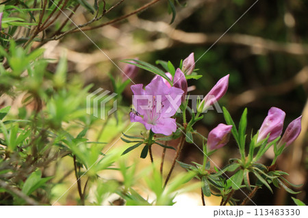 汗見川のほとりに咲く岸ツツジ 113483330