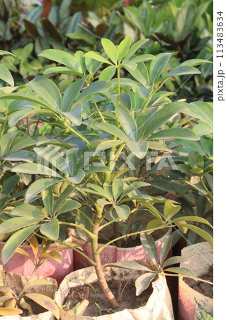 dwarf umbrella tree on farm dwarf umbrella tree on farm 113483634