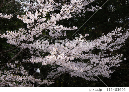 光に輝く桜花 113483693