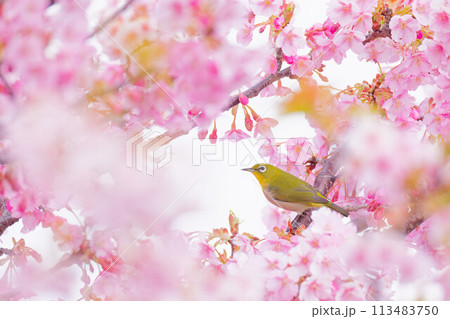 満開河津桜と目白 113483750