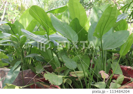 Echinodorus palifolius flower plant on farm Echinodorus palifolius flower plant on farm 113484204