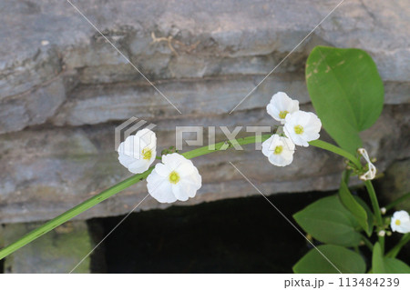 Echinodorus palifolius flower plant on farm Echinodorus palifolius flower plant on farm 113484239