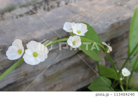 Echinodorus palifolius flower plant on farm 113484240