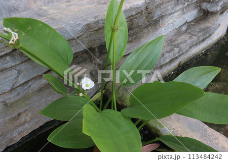 Echinodorus palifolius flower plant on farm 113484242
