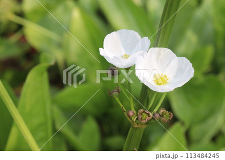 Echinodorus palifolius flower plant on farm Echinodorus palifolius flower plant on farm 113484245