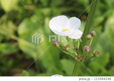 Echinodorus palifolius flower plant on farm Echinodorus palifolius flower plant on farm 113484246