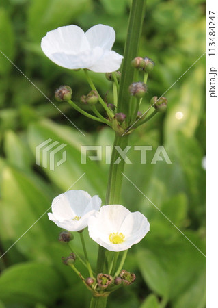 Echinodorus palifolius flower plant on farm 113484247