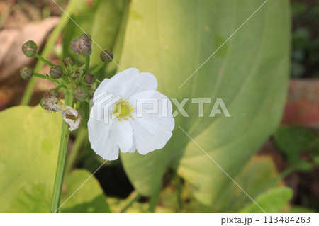 Echinodorus palifolius flower plant on farm 113484263