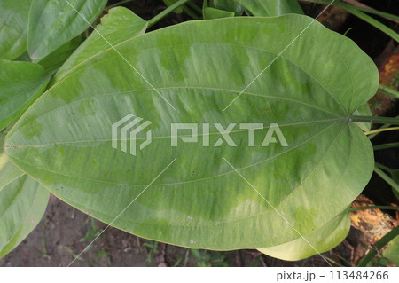 Echinodorus palifolius flower plant on farm 113484266