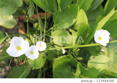Echinodorus palifolius flower plant on farm Echinodorus palifolius flower plant on farm 113484268