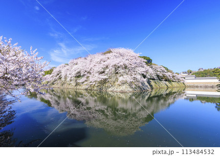 満開の桜咲く彦根城 113484532