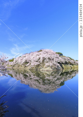満開の桜咲く彦根城 113484534
