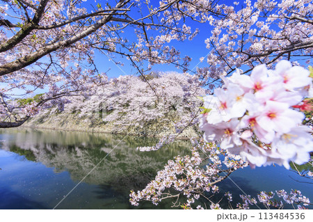 満開の桜咲く彦根城 満開の桜咲く彦根城 113484536
