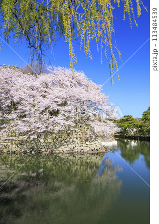 満開の桜咲く彦根城 113484539