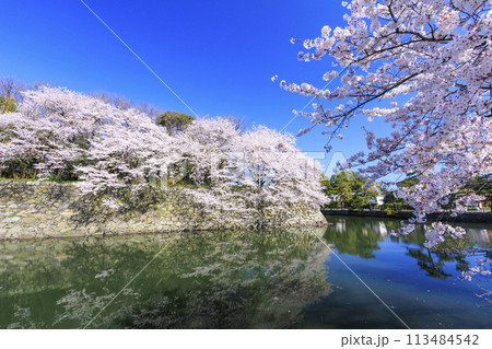 満開の桜咲く彦根城 満開の桜咲く彦根城 113484542