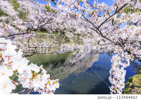 満開の桜咲く彦根城 113484602