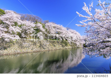 満開の桜咲く彦根城 満開の桜咲く彦根城 113484603
