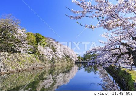 満開の桜咲く彦根城 満開の桜咲く彦根城 113484605