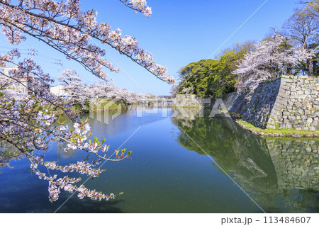満開の桜咲く彦根城 113484607