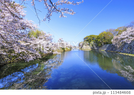 満開の桜咲く彦根城 113484608