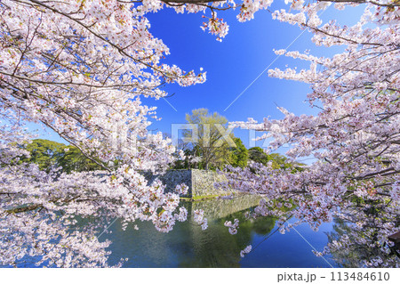 満開の桜咲く彦根城 113484610
