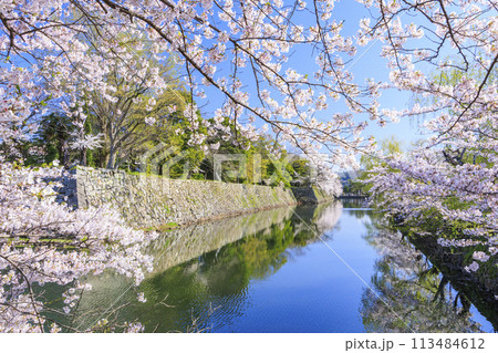 満開の桜咲く彦根城 満開の桜咲く彦根城 113484612