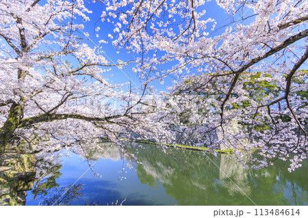 満開の桜咲く彦根城 113484614
