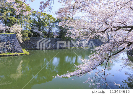 満開の桜咲く彦根城 113484616