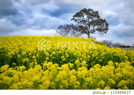 野の花畑 野の花畑 113484617