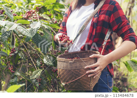 Close up hands harvest red seed in basket robusta arabica plant farm. Coffee plant farm woman Hands harvest raw coffee beans. Ripe Red berries plant fresh seed coffee tree growth in green eco farm 113484678