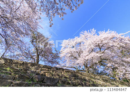 満開の桜咲く彦根城 113484847