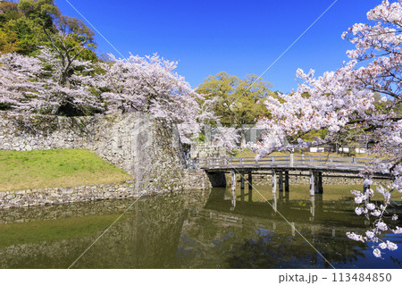 満開の桜咲く彦根城 満開の桜咲く彦根城 113484850