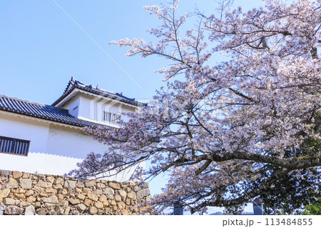満開の桜咲く彦根城 満開の桜咲く彦根城 113484855