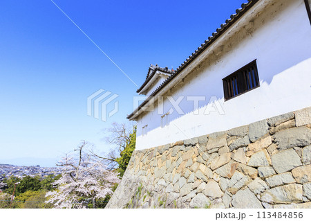 満開の桜咲く彦根城 113484856