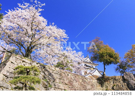満開の桜咲く彦根城 満開の桜咲く彦根城 113484858