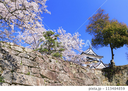 満開の桜咲く彦根城 満開の桜咲く彦根城 113484859