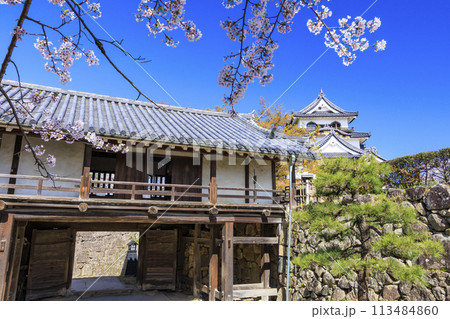 満開の桜咲く彦根城 満開の桜咲く彦根城 113484860