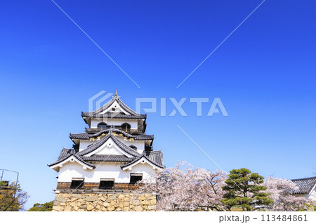 満開の桜咲く彦根城 満開の桜咲く彦根城 113484861