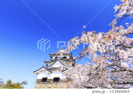 満開の桜咲く彦根城 満開の桜咲く彦根城 113484863