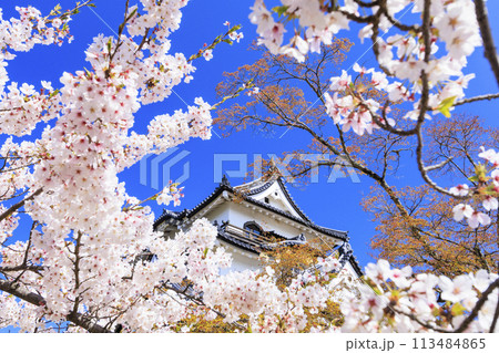 満開の桜咲く彦根城 113484865