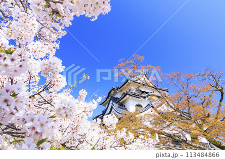 満開の桜咲く彦根城 満開の桜咲く彦根城 113484866